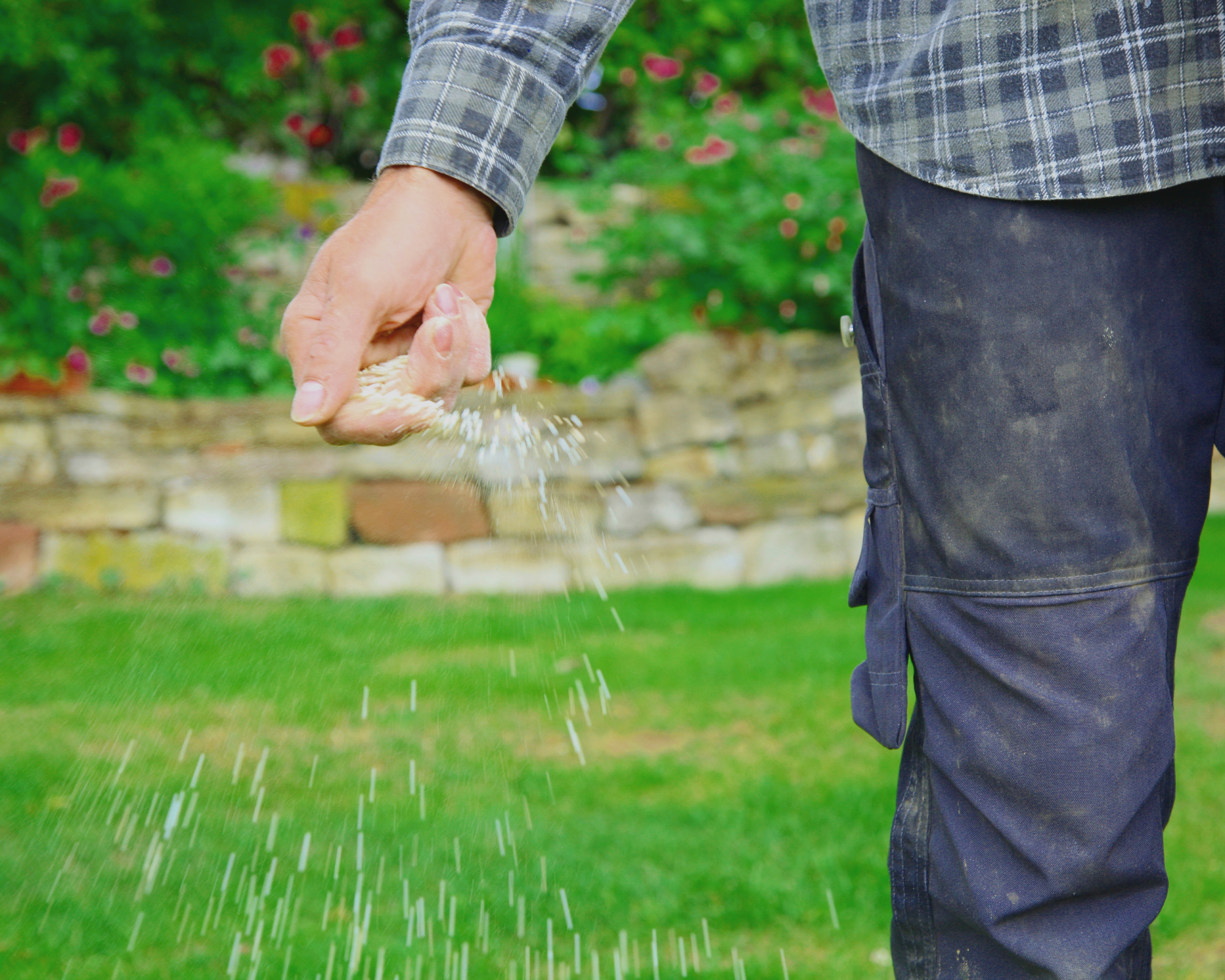 Man fertilizing lawn