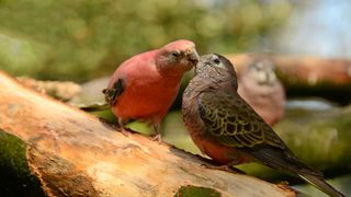 pink feathered bourke's parrot