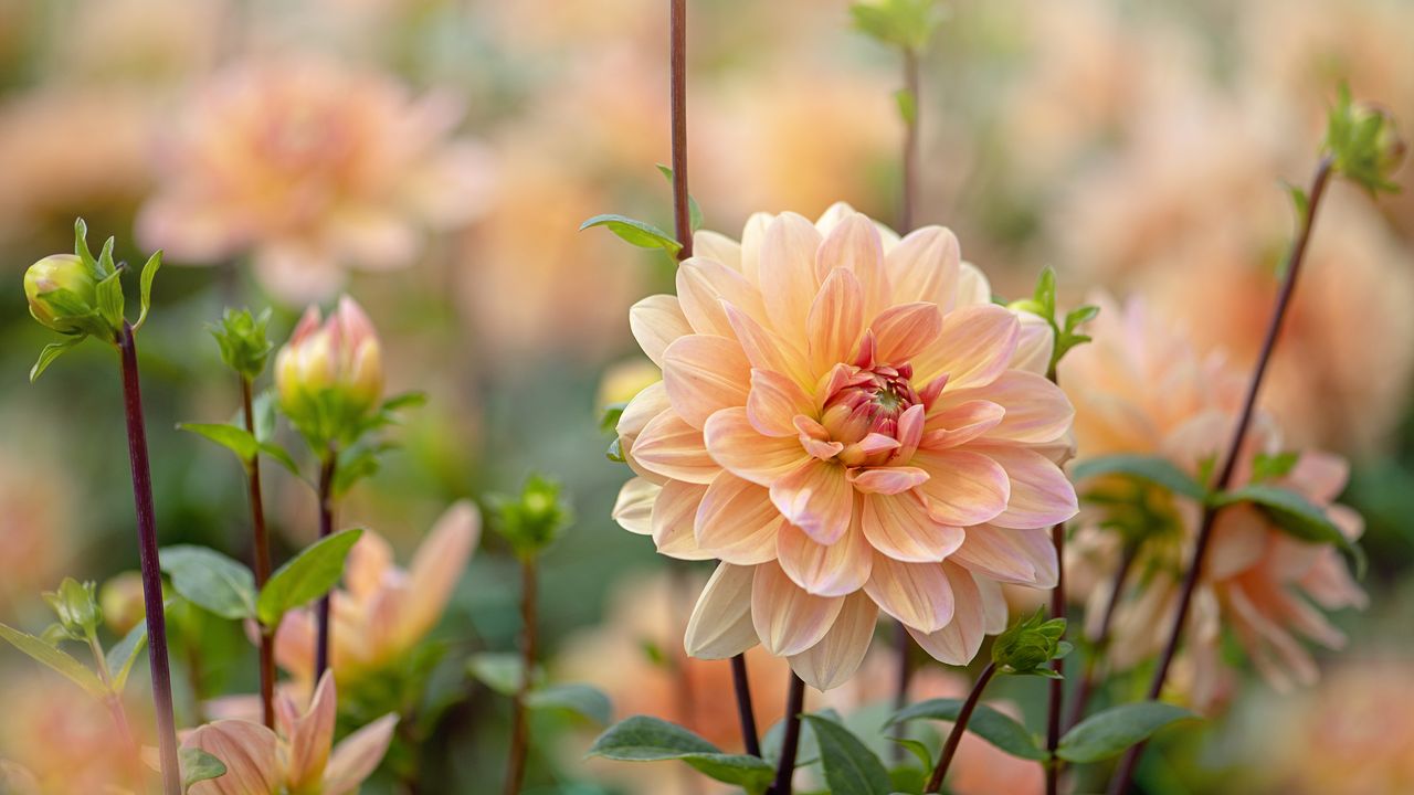 Pantone Peach Fuzz tones of dahlia Apricot Desiree