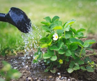 Watering strawberry plants