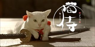 Cat Neko Samurai