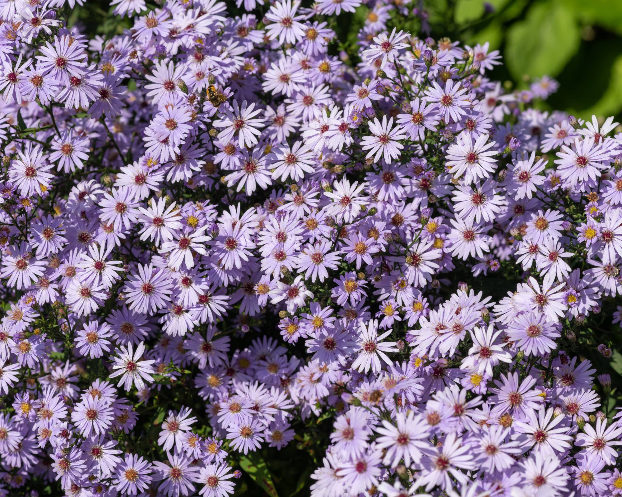 Light purple aromatic aster flowers