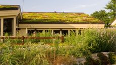 Green roofs to protect from wildfires