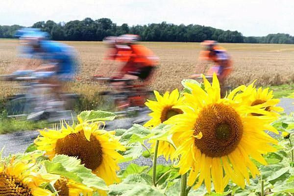 Sunflowers turned their backs on the racing peloton