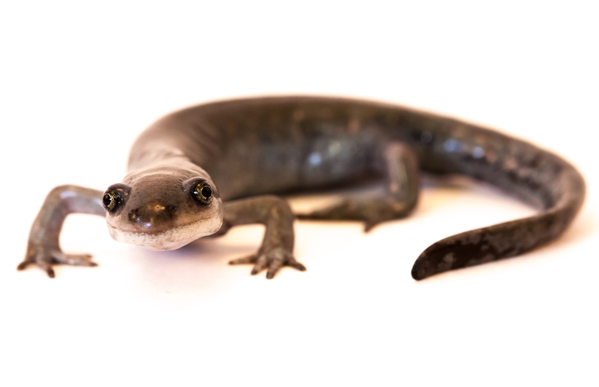 A brownish salamander against a white background.