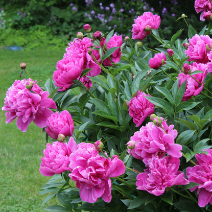 Peonies flowering on a bush.