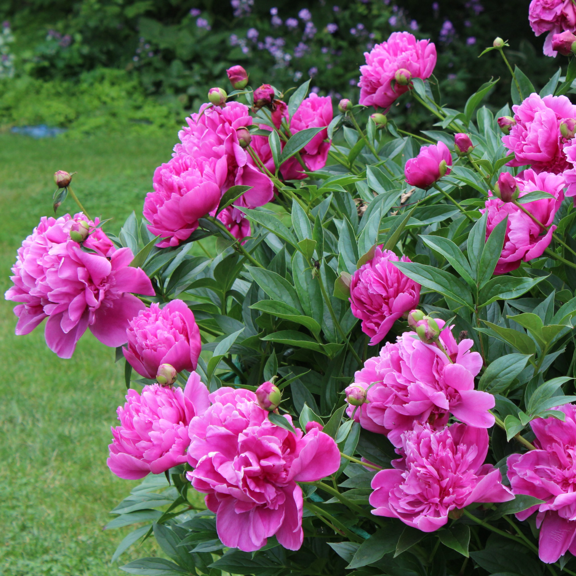 Peonies flowering on a bush.