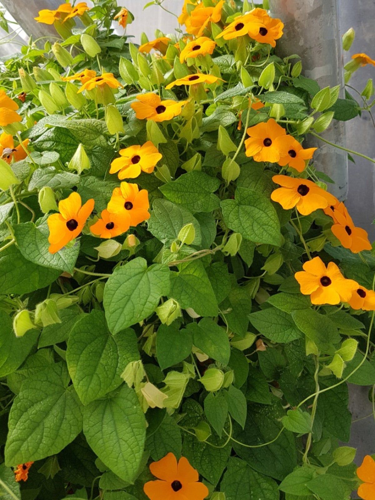 Black Eyed Susan Vine Seeds When To Plant Black Eyed Susan Vine Outdoors Gardening Know How