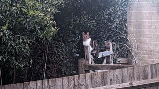 picture of a tabby cat sitting on a gate under a hedge