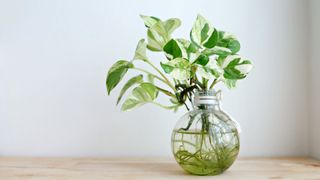 Tropical 'Epipremnum Aureum N'Joy' pothos houseplant with variegated leaves in water po