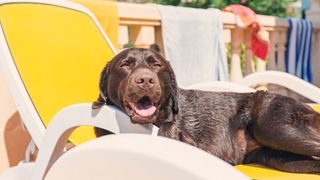 Brown Labrador sunbathing on a yellow sun lounger