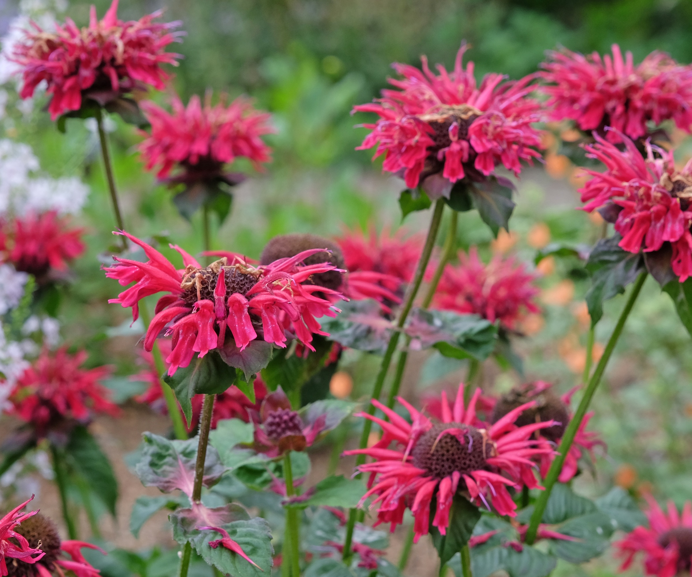 Bee Balm