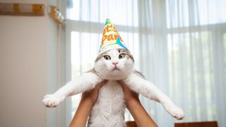 Funny shot of cat wearing birthday party hat