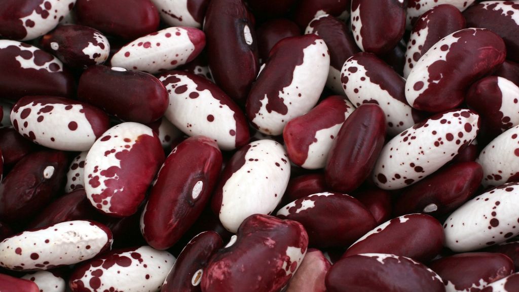 a variety of red and white colored beans 