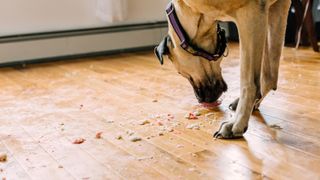 Dog eating off floor