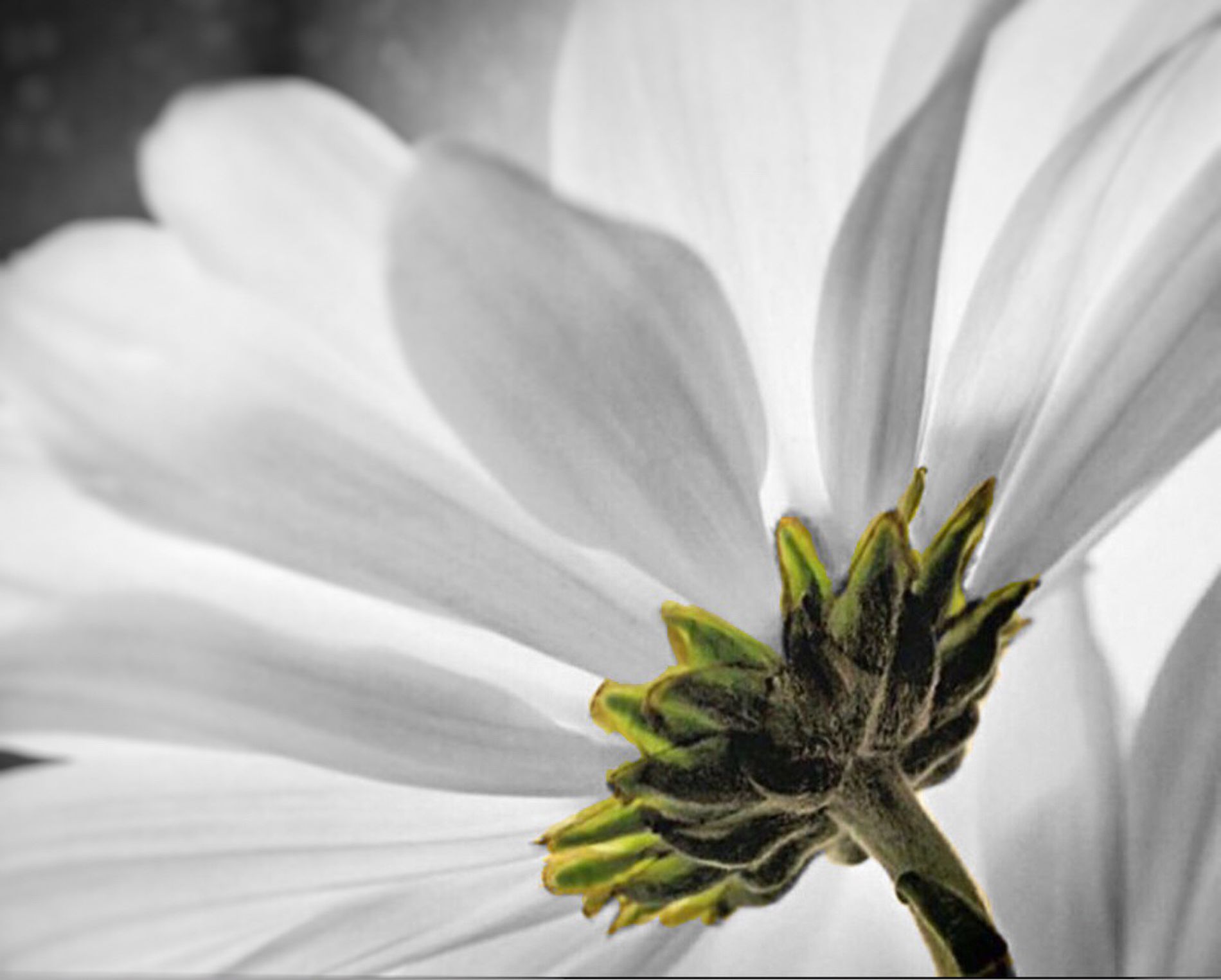 GuruShots - Mostly White October 2025