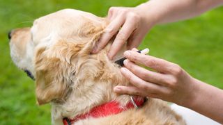 dog having topical application for flea and tick