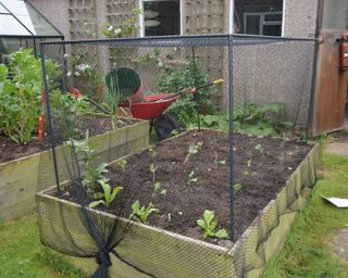 Protective netting over brassica crops growing in a raised bed
