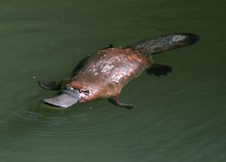 An Australian duck-billed platypus swims in a rainforest creek.