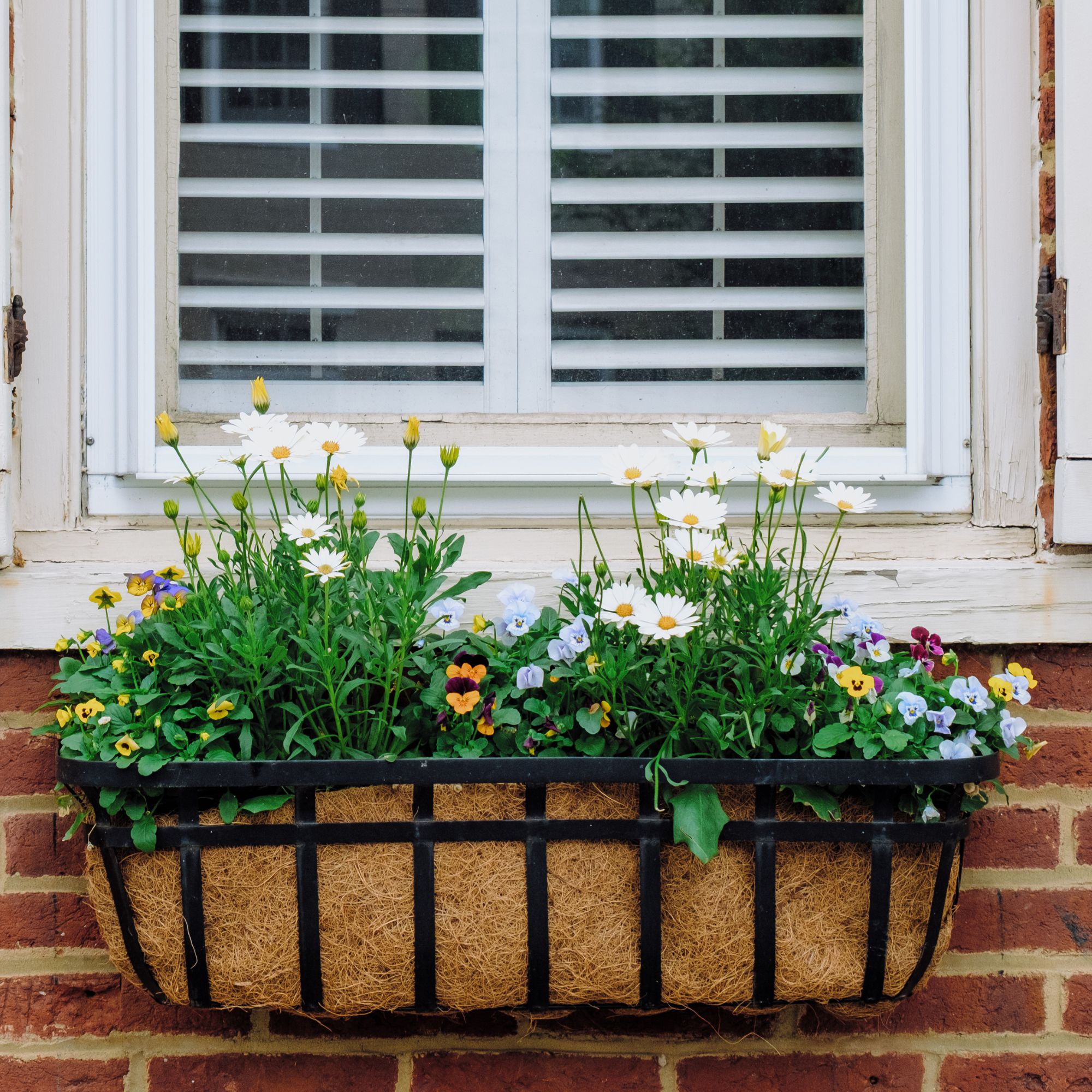 shasta daisies in window box
