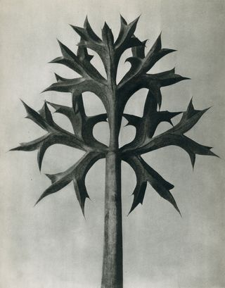 Michael Hoppen Gallery debuts an online collection of works by Karl Blossfeldt