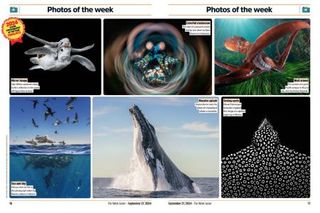 "Photos of the week" magazine article featuring images of various sea creatures