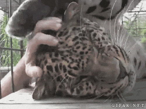 Leopard Enjoying Being Stroked by Human