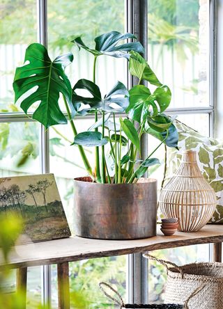 Monstera plant on a table by a window out to the garden
