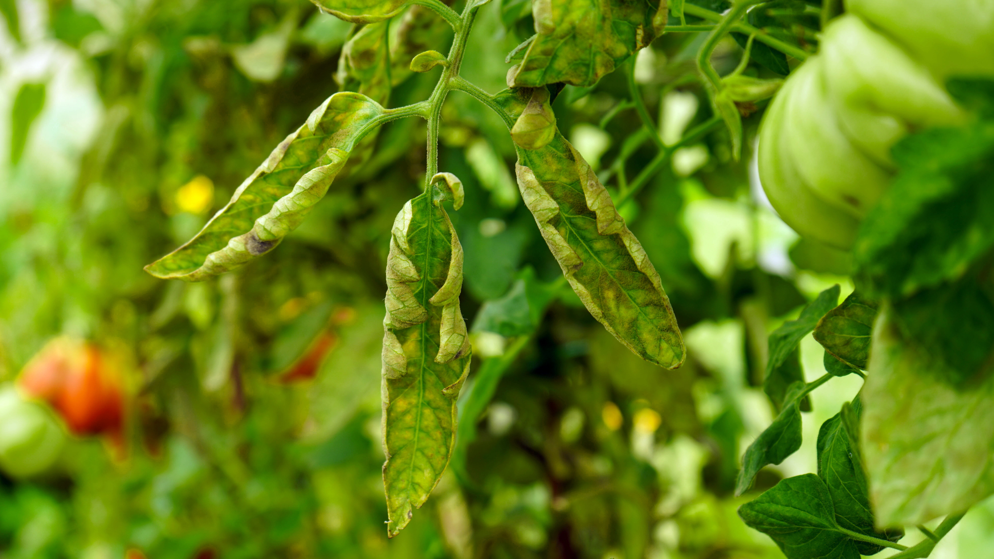 curled leaves on tomato plant