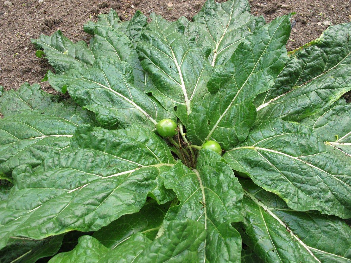 Large Green Leaved Mandrake Plant