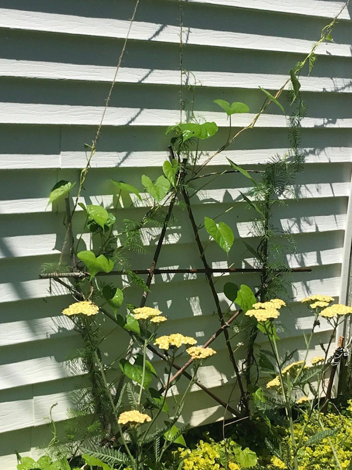 Plants Growing Up A Trellis