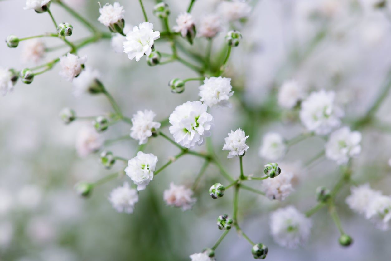 White-Pink Baby&amp;#39;s Breath Plant