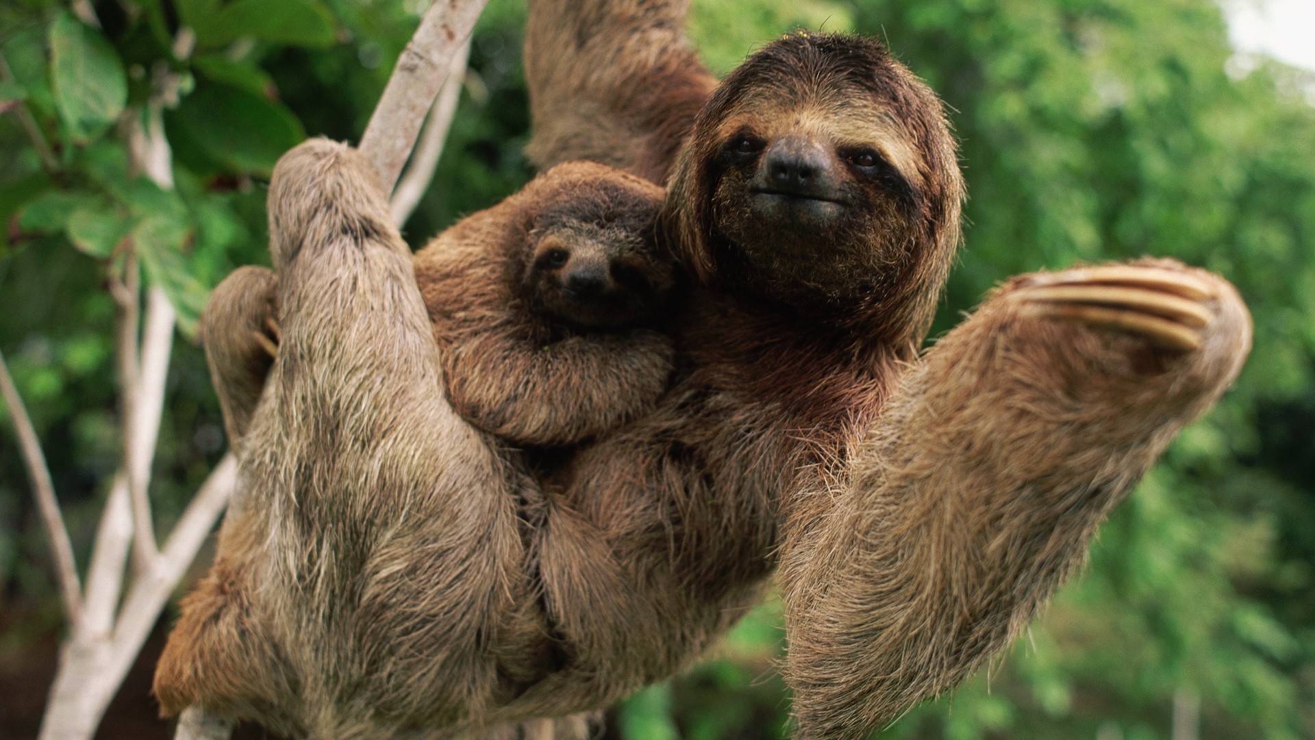a three-toed sloth with its baby on a branch