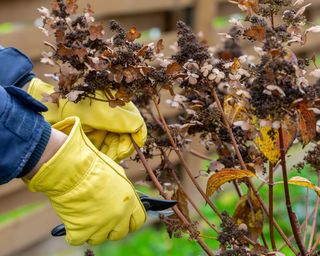 Pruning hydrangea