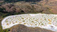 Aerial view of Spotted Lake in Canada. We see a white crust with shallow pools of yellow and greenish water.