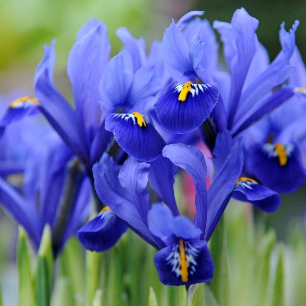 Iris reticulata&amp;nbsp;