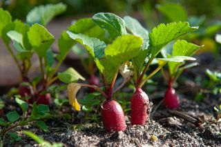 Radishes in How to grow radishes
