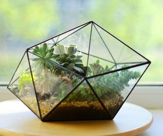 Terrarium in front of a window