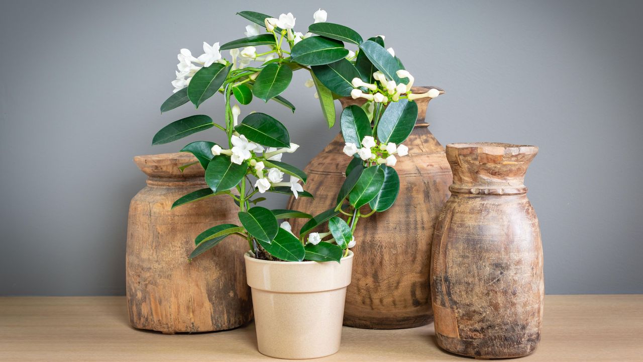 Flowering Stephanotis plant in pot