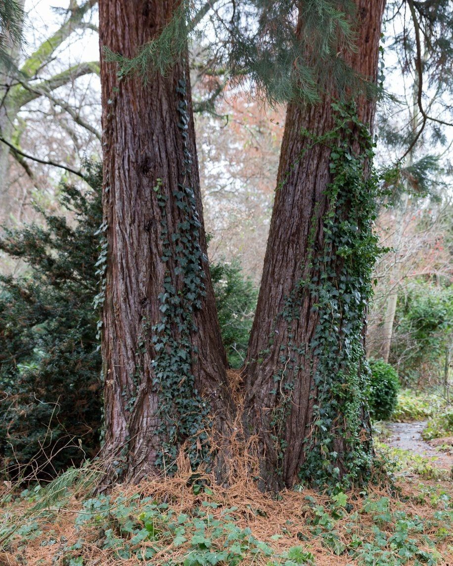 VInes Growing Up Large Trees