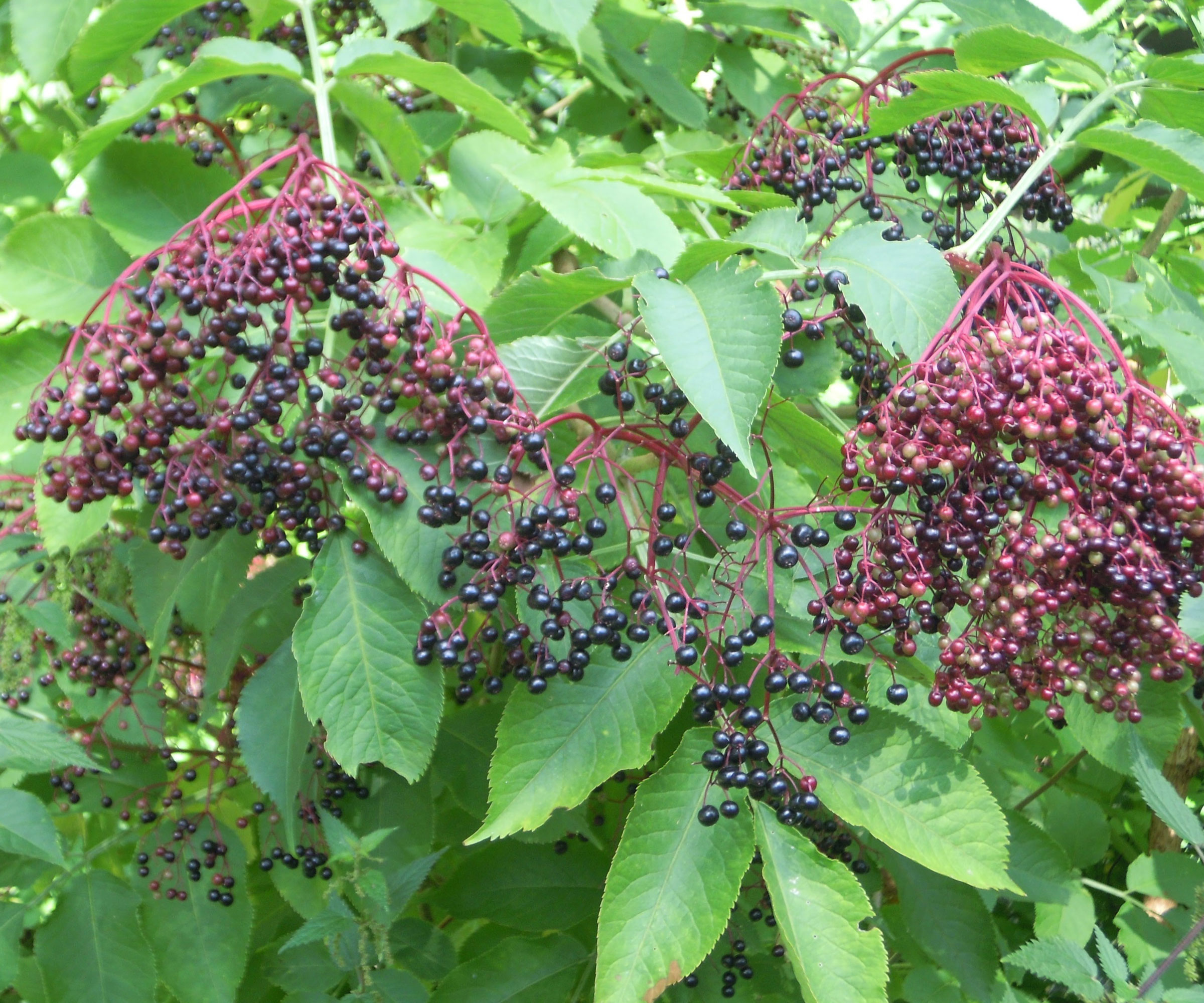 elderberry shrubs growing as hedge with berries