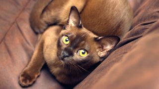 Burmese cat