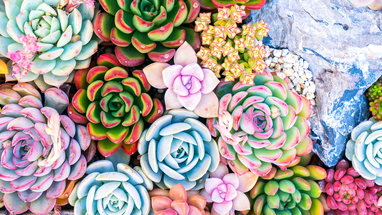 mixed succulent display viewed from overhead