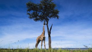 Maasai giraffe browses on leaves of a tall tree in the Maasai Mara National Reserve, Kenya.