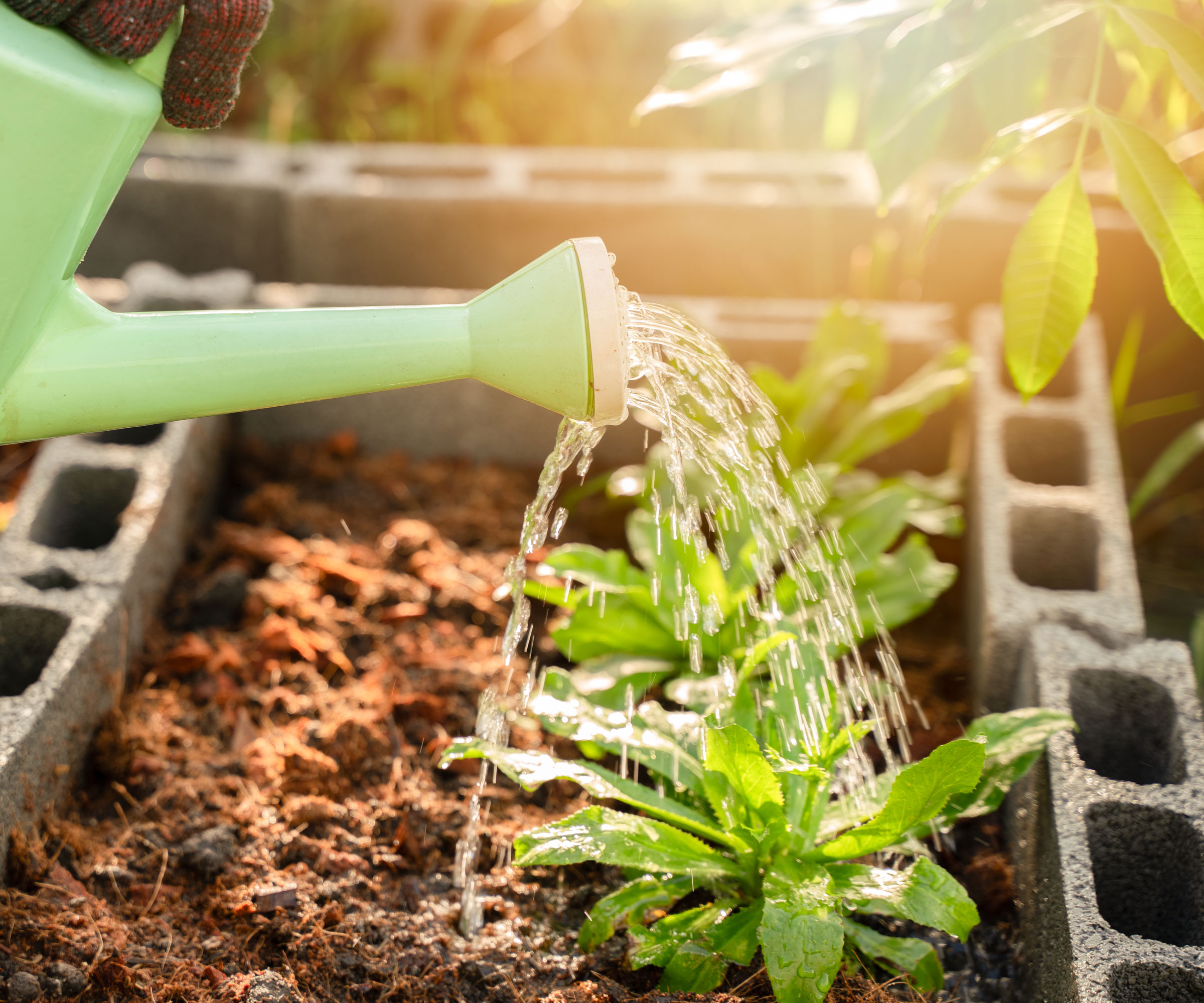 watering plants in raised bed with green watering can