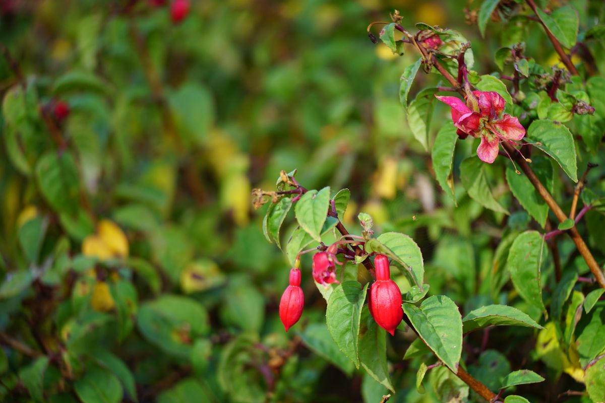 Sigma 50-120mm f/2.8 DC OS | C sample image
