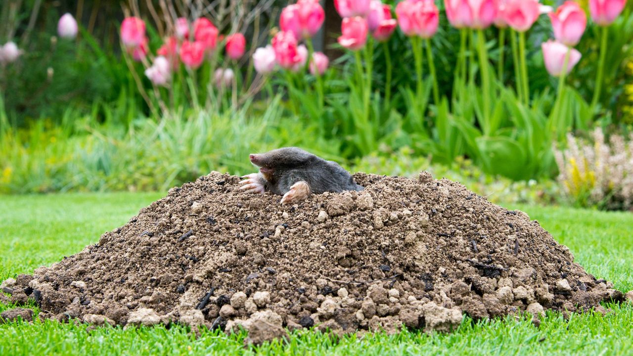 how to get rid of moles in your yard