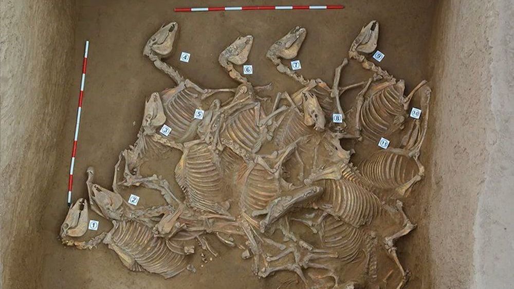 A pit filled with horse skeletons