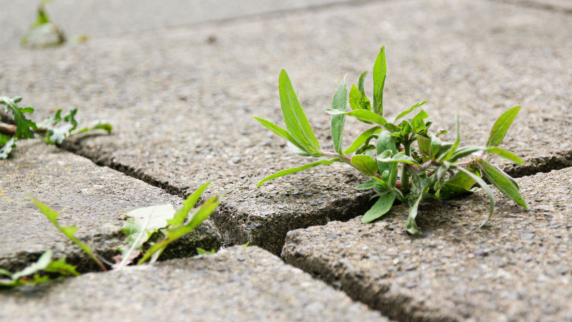 picure of weeds growing through cracks in paving