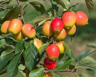 Colourful fruits of a ‘John Downie’ crab apple tree